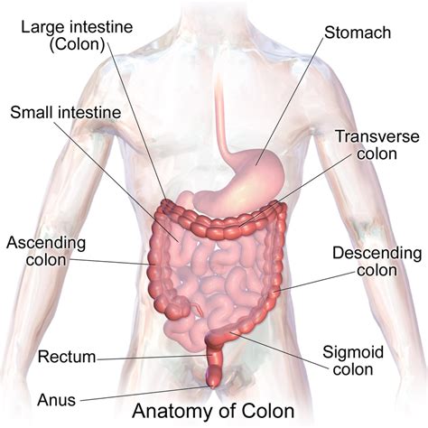 ¿Cuáles son las complicaciones del colon irritable ...