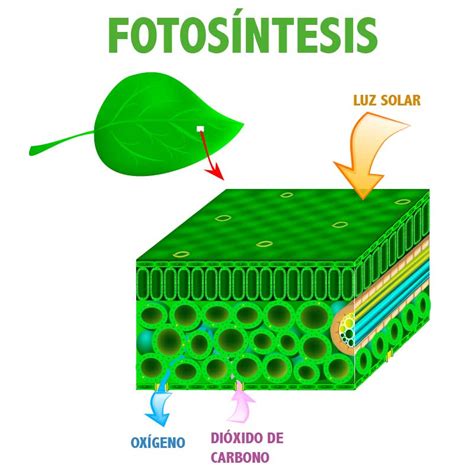 ¿Cuáles son las fases de la fotosíntesis?   Yoopit