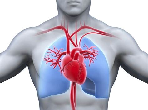Cuales son las funciones del corazón en el cuerpo humano ...
