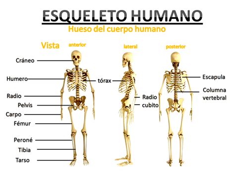 ¿Cuales son las funciones del esqueleto? » Respuestas.tips