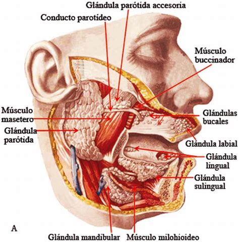¿Cuáles son las glándulas salivales? » Respuestas.tips