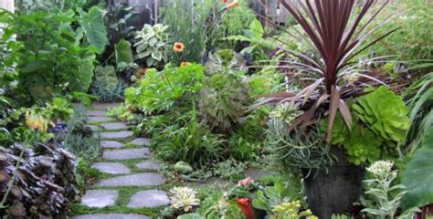 ¿Cuáles son las mejores plantas de exterior para jardines?