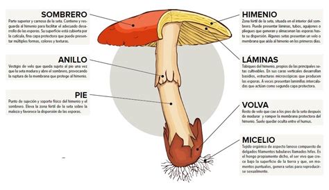 ¿Cuáles son las partes de un hongo? » Respuestas.tips