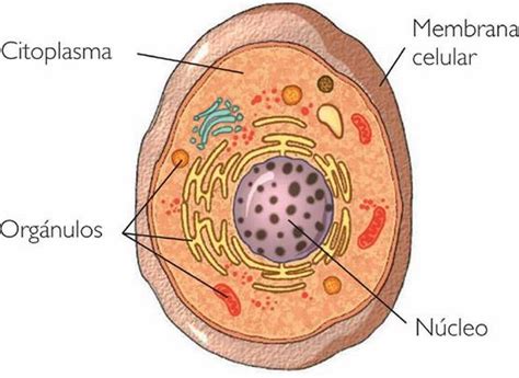 ¿Cuáles son las partes de una célula? – Respuestas.Tips
