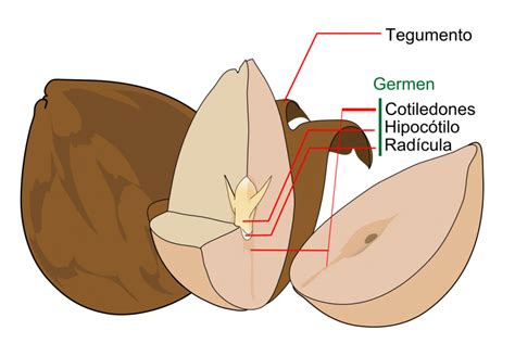 ¿Cuáles son las partes de una semilla?