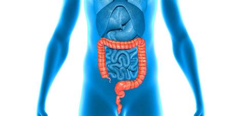 ¿Cuáles son las partes del intestino grueso? » Respuestas.tips