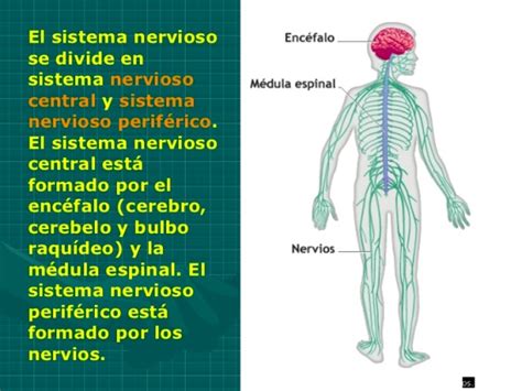 ¿Cuáles son las partes del sistema nervioso?   Sistema ...
