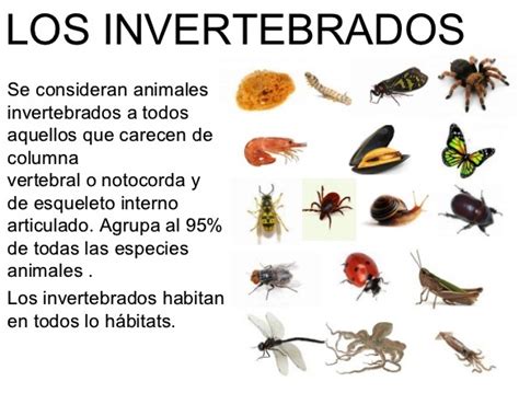Cuáles son los animales invertebrados   Reino animal