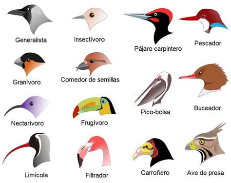 ¿Cuáles son los diferentes tipos de aves?