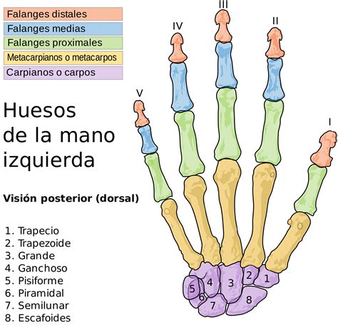 ¿Cuáles son los huesos de la mano? – Curiosoando