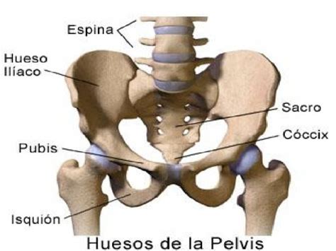 Cuáles Son Los Huesos Y Músculos De La Pelvis