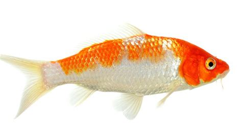 ¿Cuáles son los mejores peces de agua fría?   Bekia Mascotas