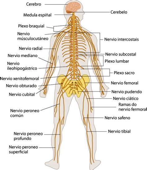 ¿Cuáles son los órganos del sistema nervioso?   Sistema ...