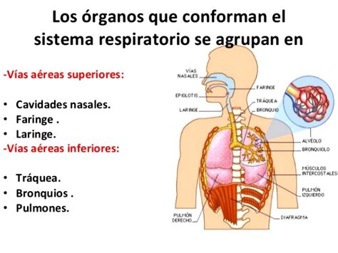 Cuáles son los órganos del sistema respiratorio   Sistema ...