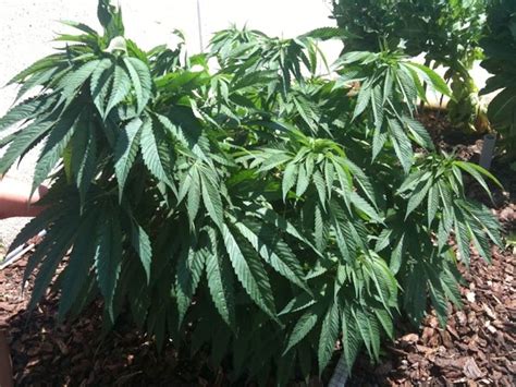 Cuando y cómo cosechar marihuana   Guía de cultivo de ...
