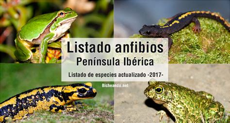 ¿Cuántas especies de anfibios hay en la Península Ibérica ...