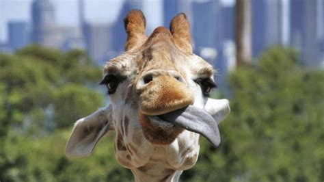 ¿Cuánto mide la lengua de una jirafa?
