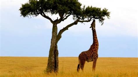 ¿Cuánto mide una jirafa?