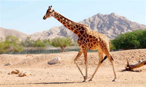 ¿Cuánto vive una jirafa?   CuantoTiempoVive.com