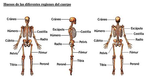 ¿Cuántos huesos tiene el cuerpo humano?