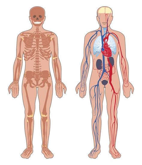 Cuántos órganos tiene el cuerpo humano   unComo
