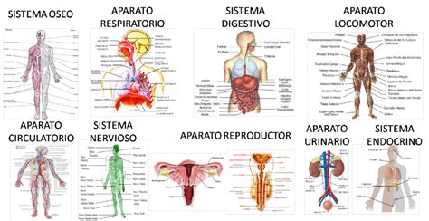 ¿Cuántos órganos tiene el cuerpo humano?