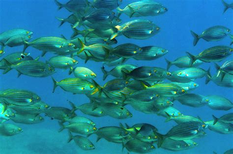 ¿Cuántos peces hay en la mar? | EROSKI CONSUMER