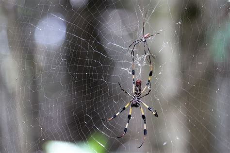 ¿Cuántos tipos de seda de araña existen? – Curiosoando