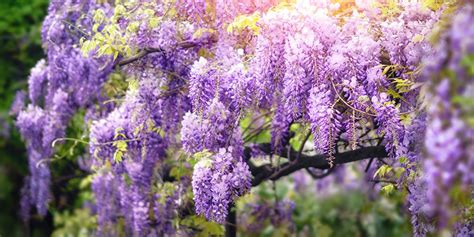 Cuatro preciosas plantas trepadoras con flor | Blog Verdecora