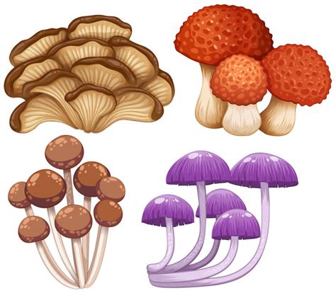 Cuatro tipos de hongos silvestres | Descargar Vectores Premium