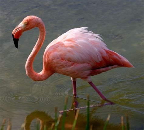 CUBAN BIRDS   Flamingos  Phoenicopteriformes  | Wildlife ...