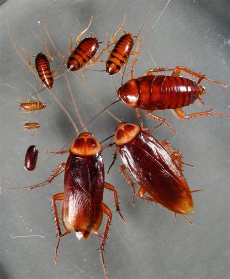 Cucaracha: Características, significado, reproducción y ...