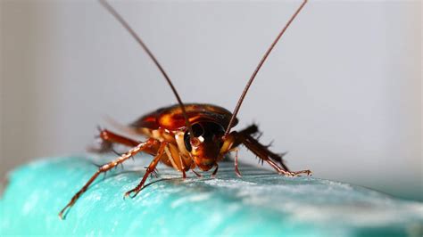 Cucaracha: Características, significado, reproducción y ...