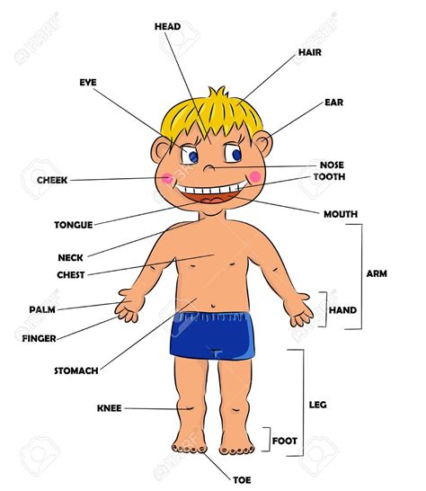 Cuerpo humano. Descripción de sus partes, con los nombres ...