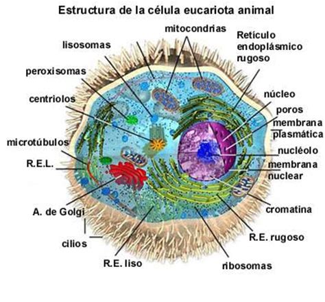 Cuerpo Humano: DIBUJOS DE LA CELULA ANIMAL Y SUS PARTES