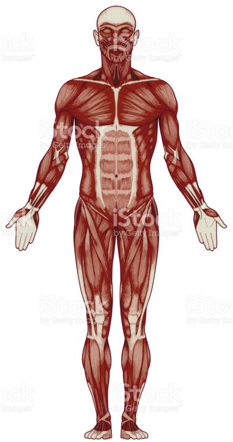 Cuerpo Humano Músculos Imagen De Mapa De Bits Stock Foto e ...