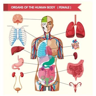Cuerpo Humano Organos | Fotos y Vectores gratis