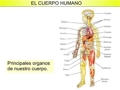 Cuerpo humano y sus organos para niños   Imagui