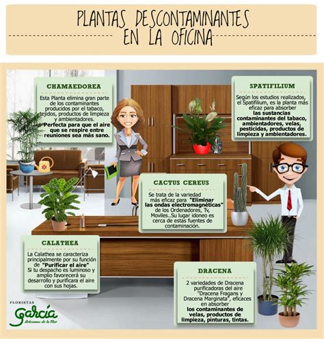 Cuidado de plantas de interior   Floristas García