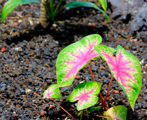 Cuidados para plantas tropicales de interior | Florpedia.com