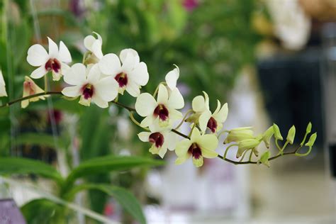 Cuidar de Orquídeas   Dicas e Cuidados Especiais | Blog ...