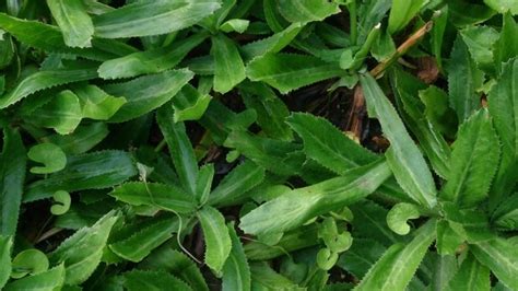 Culantro  Eryngium foetidum  | Gastronomía & Cía