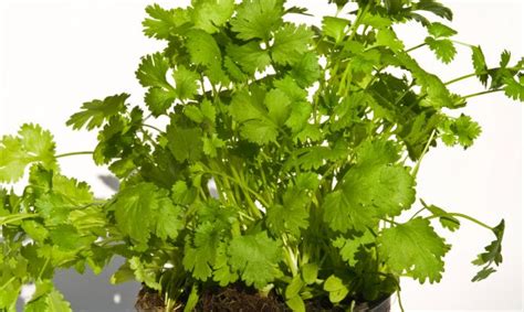 Cultivar cilantro   Bricomanía