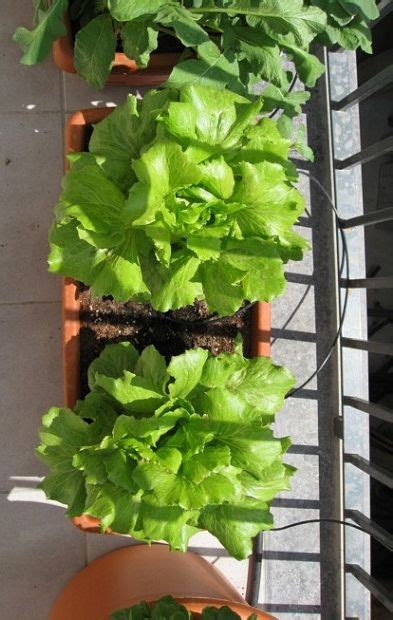cultivar lechugas en jardineras | Huertos Urbanos ...