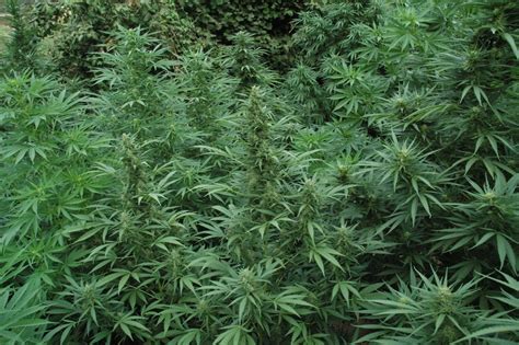 Cultivar marihuana en el exterior   Manual de cultivo