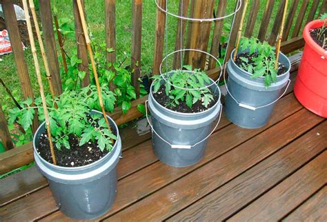 Cultivar tomates en casa