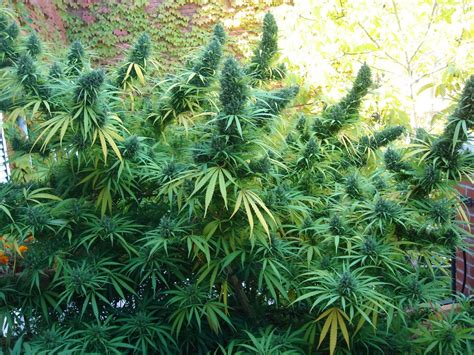 Cultivo de Marihuana En Exterior paso a paso