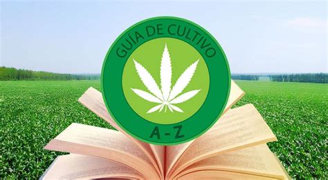 Cultivo de Marihuana – Plantar Marihuana paso a paso ...