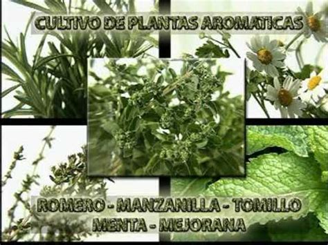 Cultivo de plantas aromáticas   YouTube