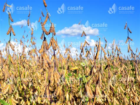 Cultivo de Soja | Casafe